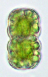 Cosmarium crenatoides